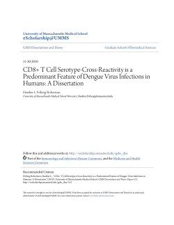 CD8+ T Cell Serotype-Cross-Reactivity is a Predominant Feature of