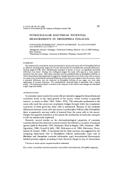 intracellular electrical potential measurements in drosophila follicles