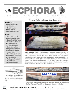 The ECPHORA - Calvert Marine Museum