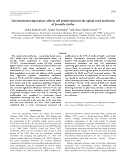 Environment temperature affects cell proliferation in the spinal cord