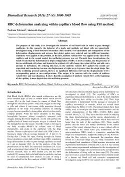 RBC deformation analyzing within capillary