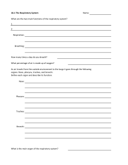 18.1 The Respiratory System Name: What are the two main