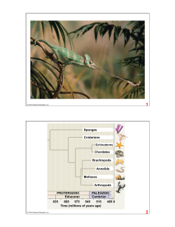 Sponges Cnidarians Chordates Brachiopods Annelids Molluscs