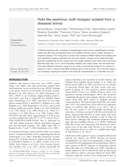 Hobi-like pestivirus - Journal of General Virology