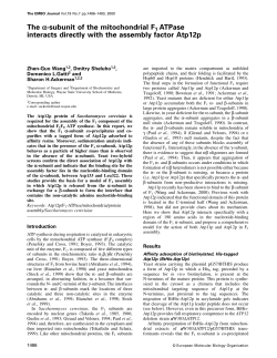 The subunit of the mitochondrial F1 ATPase interacts directly with