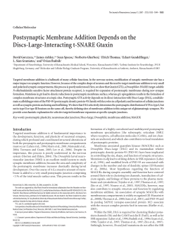 Postsynaptic Membrane Addition Depends on