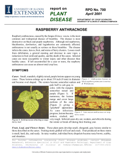raspberry anthracnose