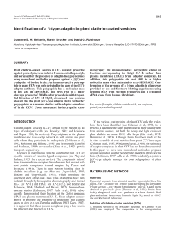 Identification of a &beta;-type adaptin in plant clathrin