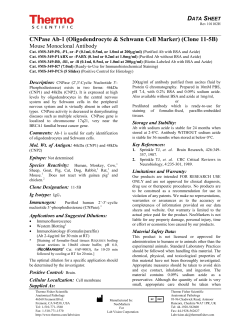CNPase Ab-1 (Oligodendrocyte and Schwann Cell Marker), Mouse