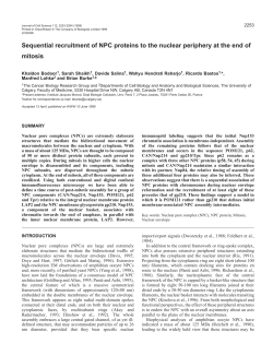 NPC protein assembly in mitosis - Journal of Cell Science