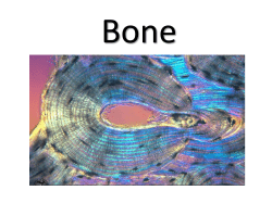 bone