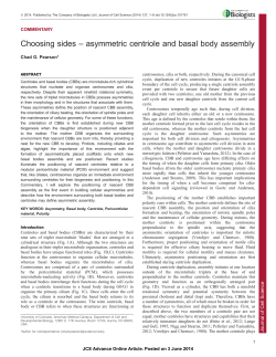 Choosing sides &ndash; asymmetric centriole and basal body assembly