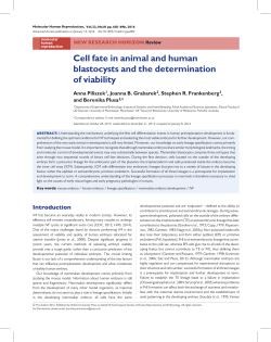 Cell fate in animal and human blastocysts and
