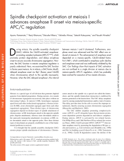Spindle checkpoint activation at meiosis I advances anaphase II