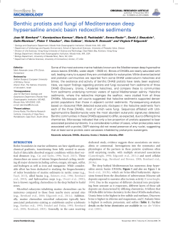 Benthic protists and fungi of Mediterranean deep hypsersaline