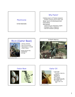 Ricin (Castor Bean)