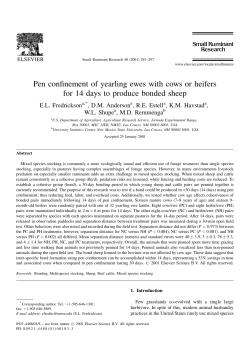 Pen confinement of yearling ewes with cows or heifers