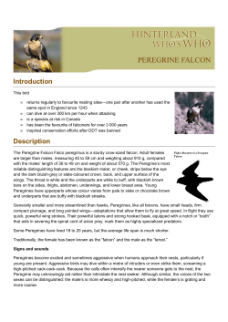 Peregrine Falcon EN