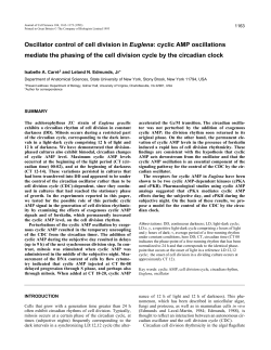 cyclic AMP oscillations mediate the phasing of the cell division cycle