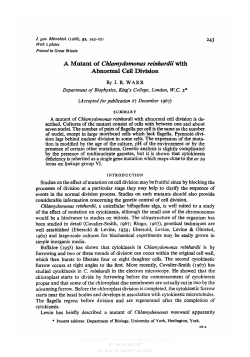 A Mutant of Chlamydomonas reinhrdii with Abnormal Cell Division