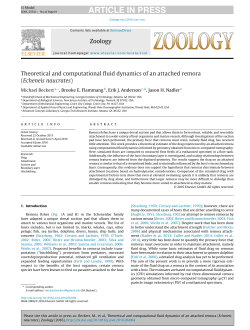 Theoretical and computational fluid dynamics of an attached remora