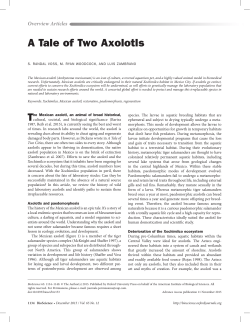A Tale of Two Axolotls - Oxford Academic