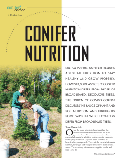 LIKE ALL PLANTS, CONIFERS REQUIRE ADEQUATE NUTRITION