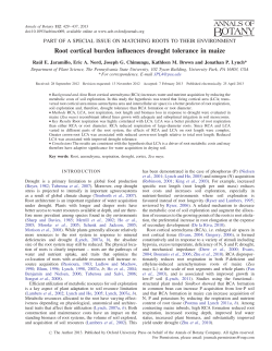 Root cortical burden influences drought tolerance
