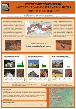 miniopterus schreibersii