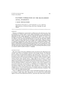 PATTERN FORMATION IN THE BLUE