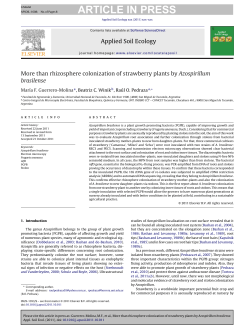 More than rhizosphere colonization of strawberry plants by