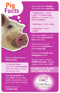 Pig