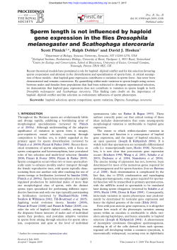 Sperm length is not influenced by haploid gene expression in the