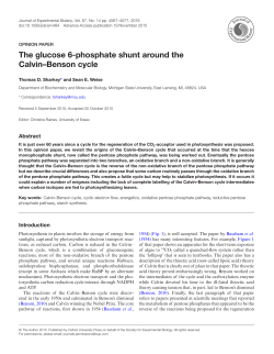 The glucose 6-phosphate shunt around the Calvin&ndash;Benson cycle