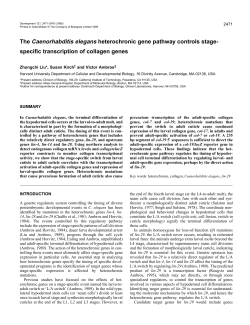 specific transcription of collagen genes