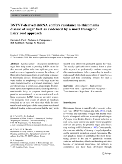 BNYVV-derived dsRNA confers resistance to rhizomania disease of