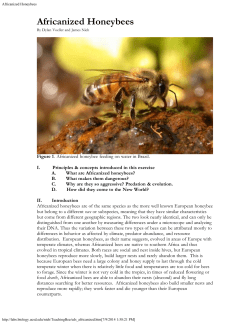 Africanized Honeybees