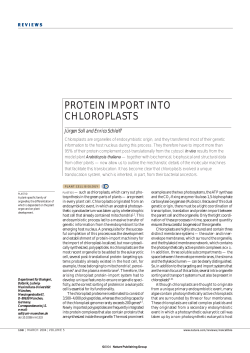 protein import into chloroplasts