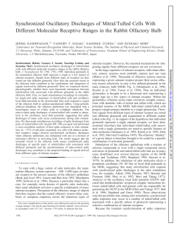 Synchronized Oscillatory Discharges of Mitral/Tufted Cells With
