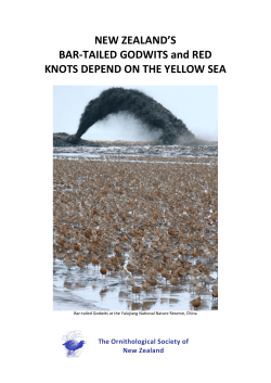 OSNZ The Yellow Sea - Ornithological Society of New Zealand
