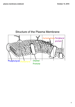 plasma membrane.notebook
