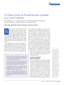 A Closer Look at Pseudomonas syringae as a Leaf Colonist