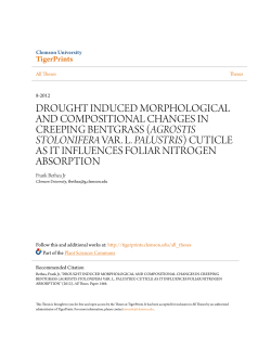 agrostis stolonifera var. l. palustris - TigerPrints