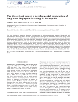 The threefront model: a developmental explanation of long bone