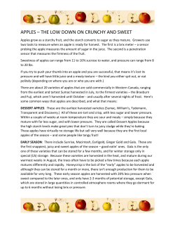 apples &ndash; the low down on crunchy and sweet