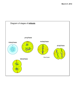Diagram of stages of mitosis