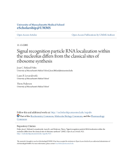 Signal recognition particle RNA localization within the nucleolus