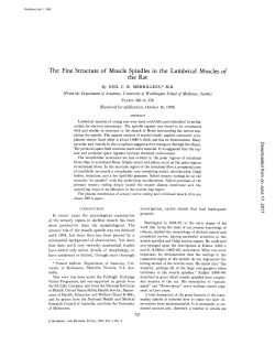 The Fine Structure of Muscle Spindles in the Lumbrical Muscles of