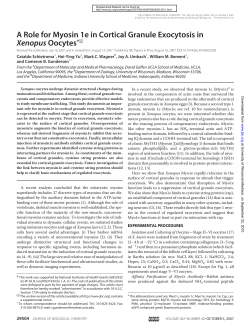 A Role for Myosin 1e in Cortical Granule Exocytosis in Xenopus