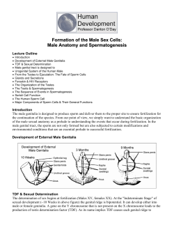 Formation of the Male Sex Cells: Male Anatomy and Spermatogenesis